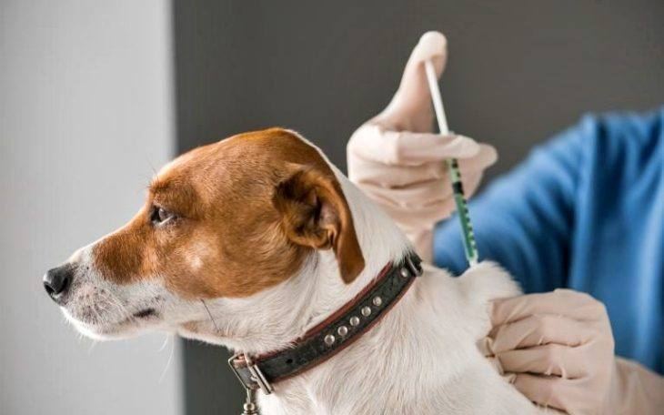 Realizan vacunación antirrábica gratuita en las veterinarias de Chajarí