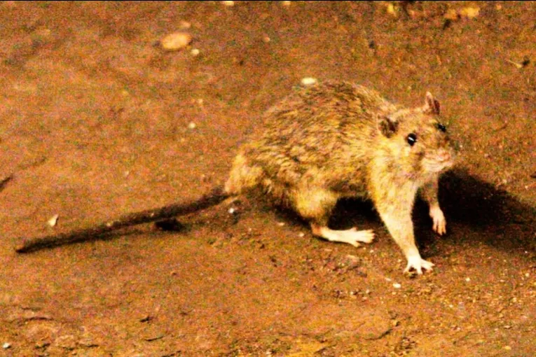 Advirtieron que el hantavirus “no es extraño” para la región y recordaron que ya hubo casos en el Masvernat