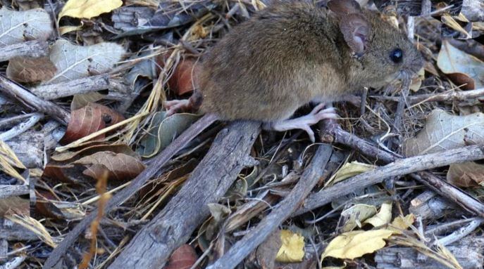 Alerta en Bariloche: un hombre contrajo hantavirus y aislaron a su familia