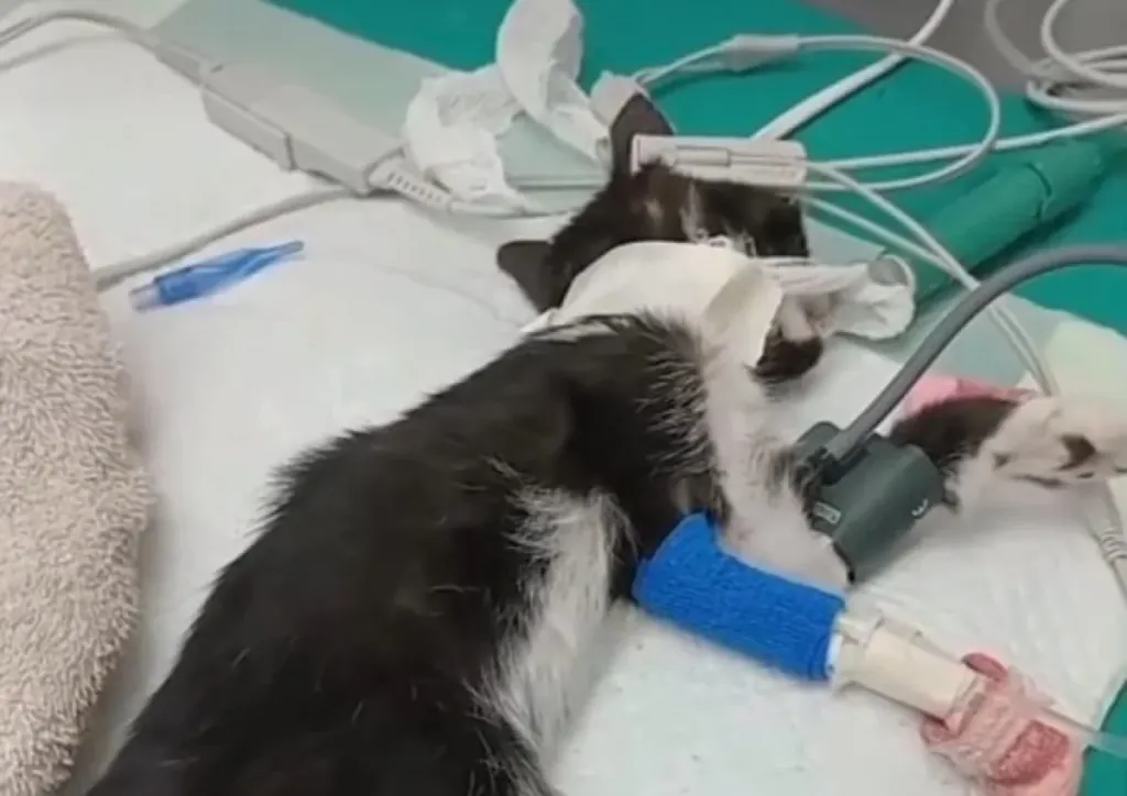 Alerta sanitaria por un brote de panleucopenia felina en Concepción del Uruguay