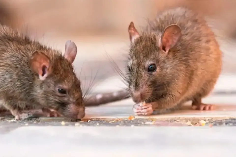Alertan por hantavirus y leptospirosis en Paraná tras la presencia de gran cantidad de ratas