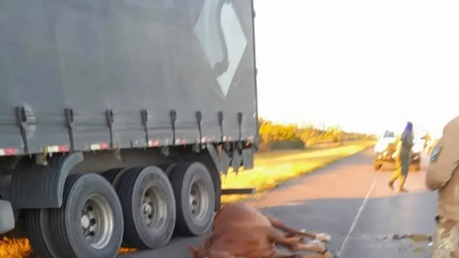 Animal suelto en ruta 14 provoca choque y deja un herido; Gendarmería corta y aumenta debate sobre responsabilidad rural