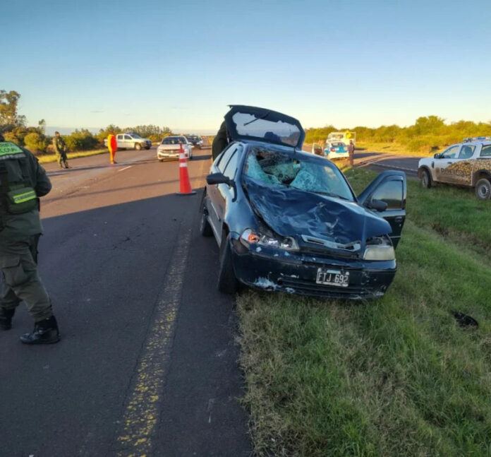 Autovía 14: un auto atropelló a un caballo y un joven sufrió politraumatismos