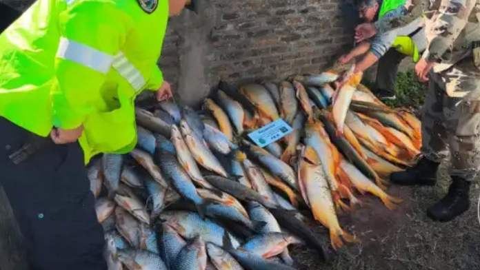 Decomisaron un cargamento ilegal de casi 200 pescados en Entre Ríos