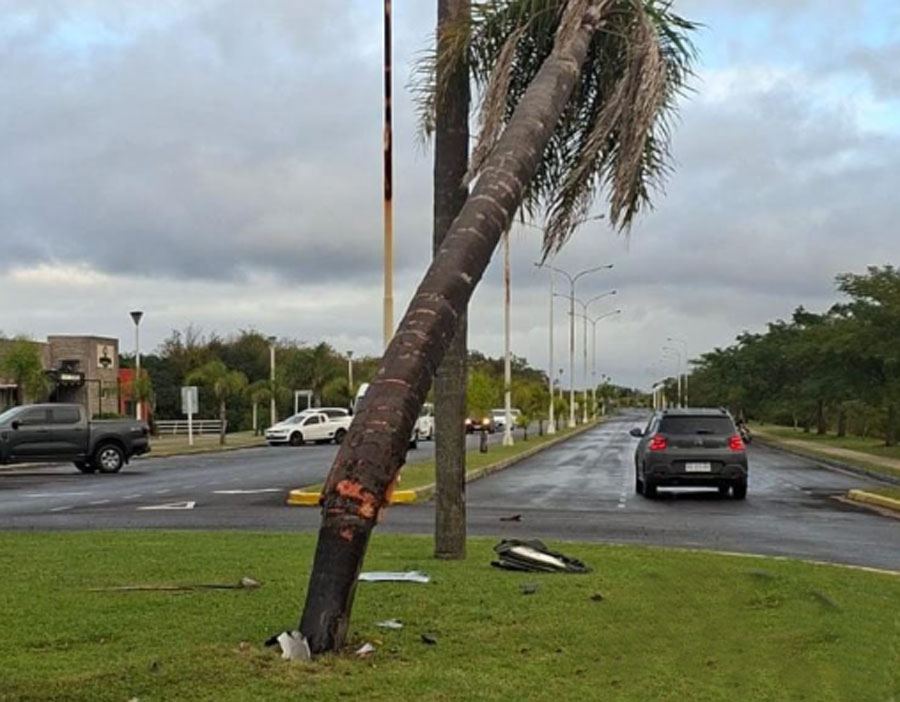 Despiste en la Isla del Puerto: Se le metieron abejas en el auto y chocó contra una palmera