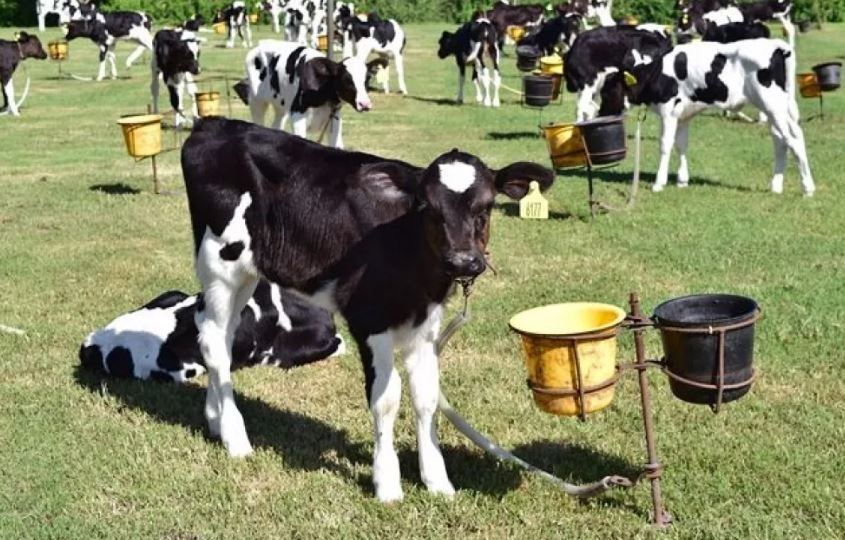 Destacan la vigencia de líneas de crédito para productores rurales entrerrianos por un cupo de 4.000…