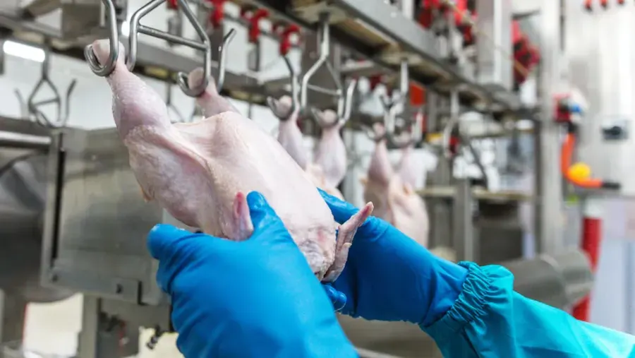 El récord de importaciones de carne aviar complica a productores entrerrianos