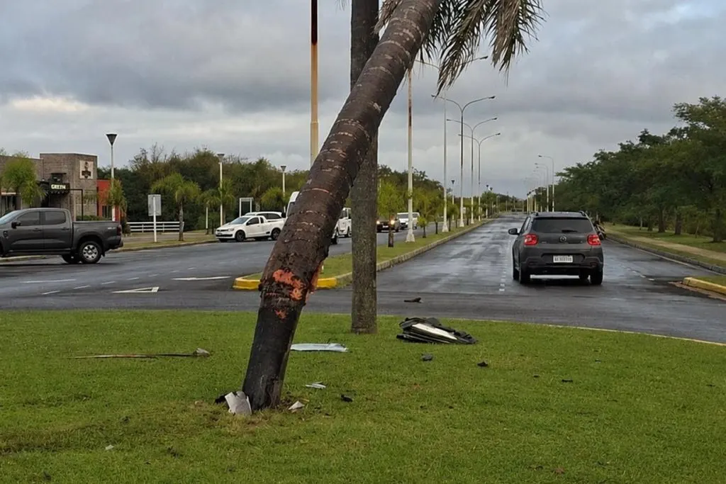 Entraron abejas a su auto, perdió el control y chocó contra una palmera