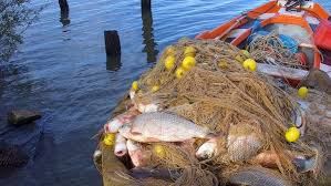 Entre Ríos fijó un nuevo cupo mensual por acopiador para la pesca en el río Uruguay