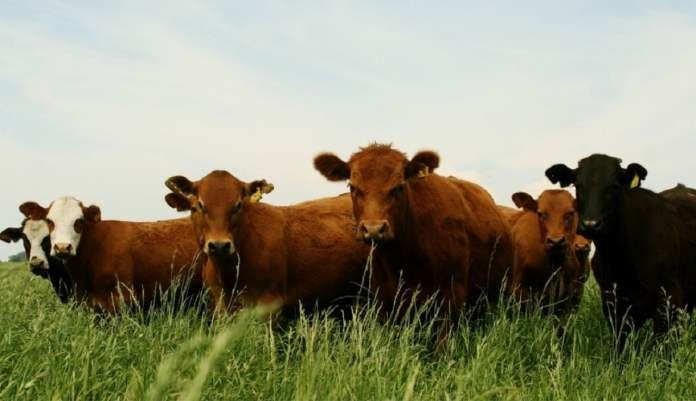 Están vigentes las líneas de crédito a valor producto para productores de Entre Ríos