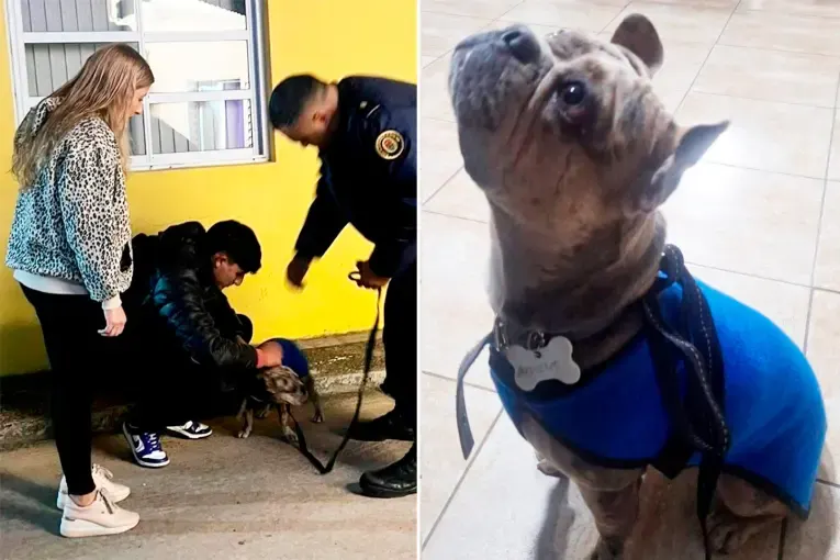 Frenaron el tránsito en Cinco Esquinas para resguardar a un perro que corría entre los autos 