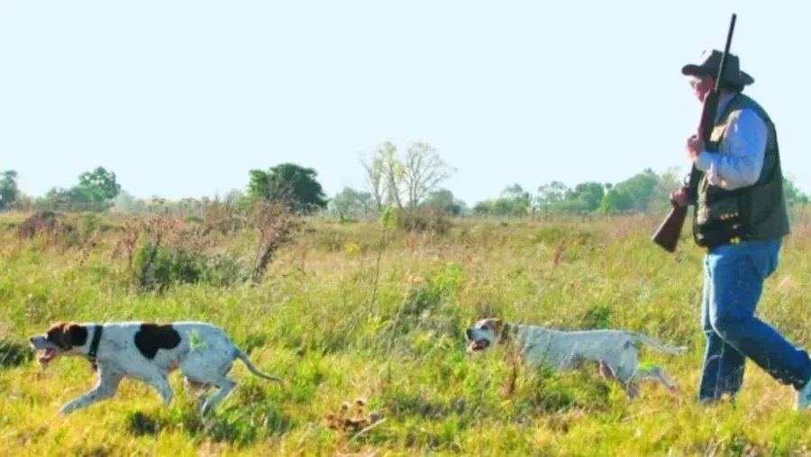 Habilitaron la temporada de caza en Entre Ríos: qué especies están permitidas y en qué zonas