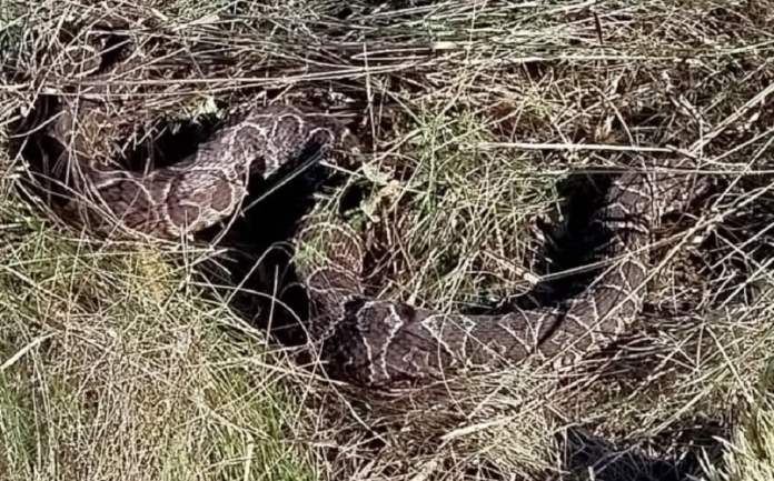 Hallaron una yarará en un terreno y los bomberos la capturaron