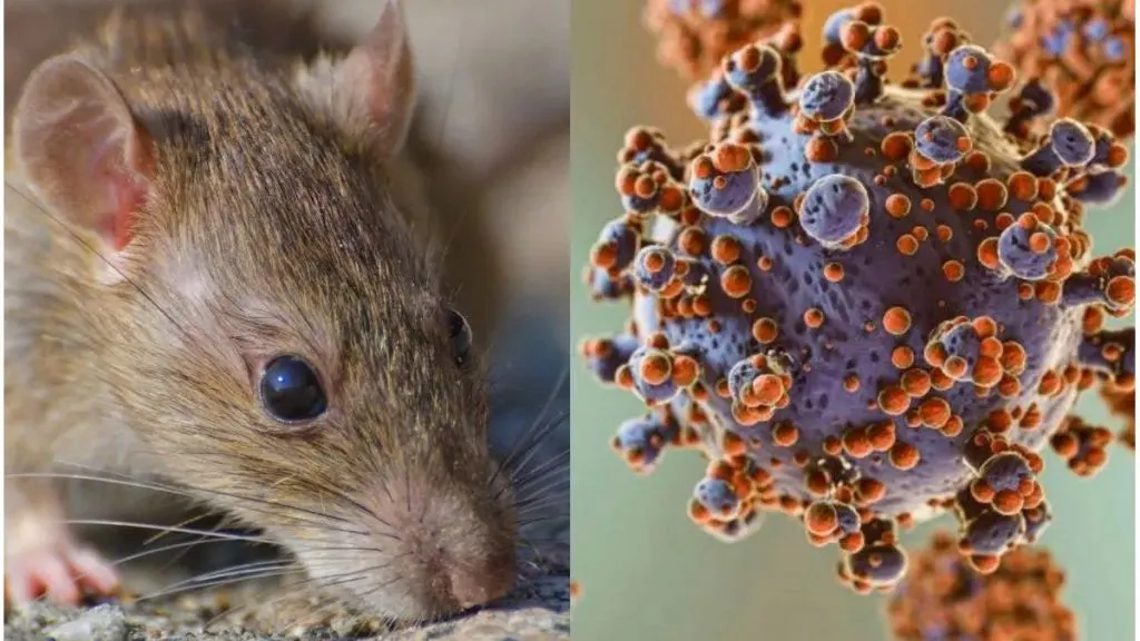 Hantavirus: fumigadora de Paraná recibe más de 120 llamados al mes