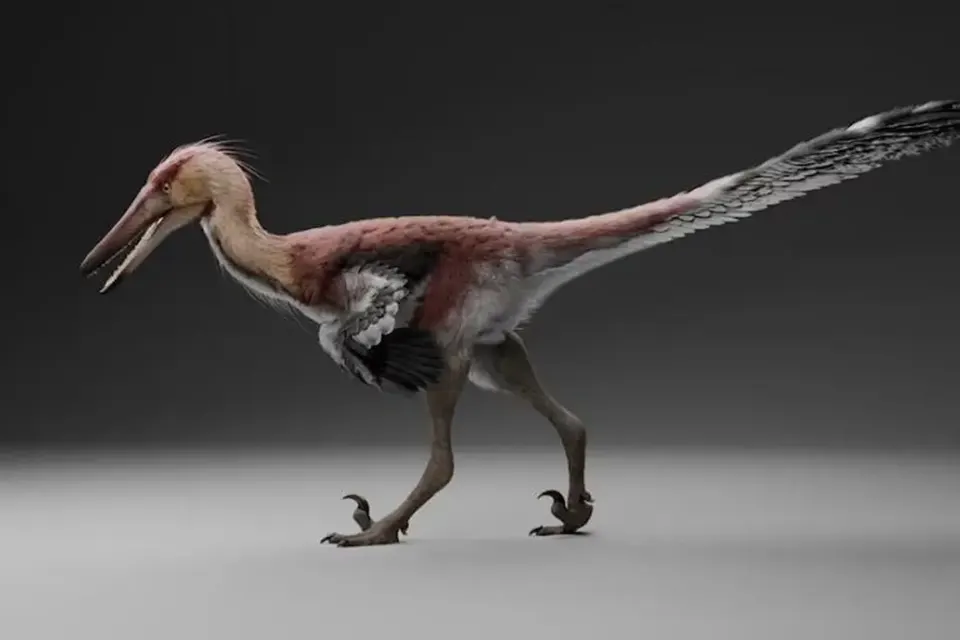 Identificaron en Argentina un dinosaurio de 70 millones de años emparentado con el velociraptor