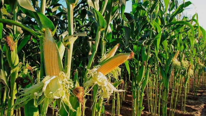 La producción de maíz en Entre Ríos llegó a 3,4 millones de toneladas y fue récord