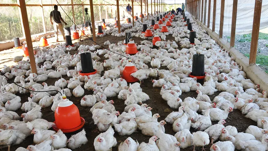 Las importaciones de carne alcanzaron un nuevo récord en marzo y advierten por la subsistencia de productores