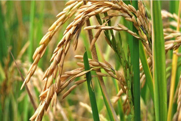 Productores arroceros piden financiamiento a Nación para garantizar la próxima cosecha