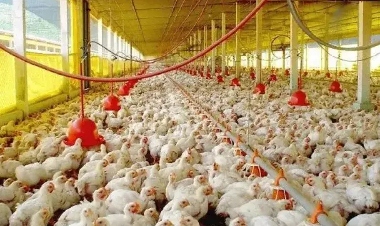 Productores avícolas entrerrianos preocupados por el crecimiento de las importaciones