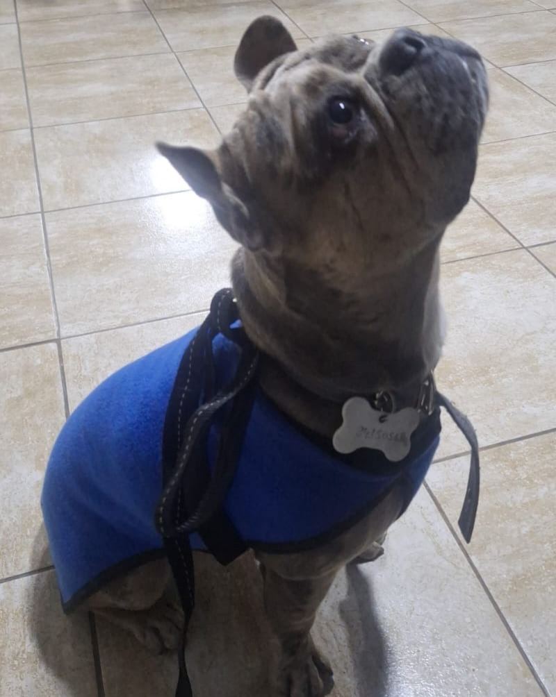 Protegieron a un perro que corría por la vía pública en Paraná
