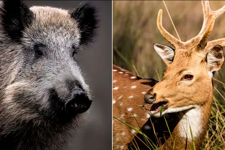 Provincia mesopotámica faenará jabalíes y ciervos para que se comercialice su carne