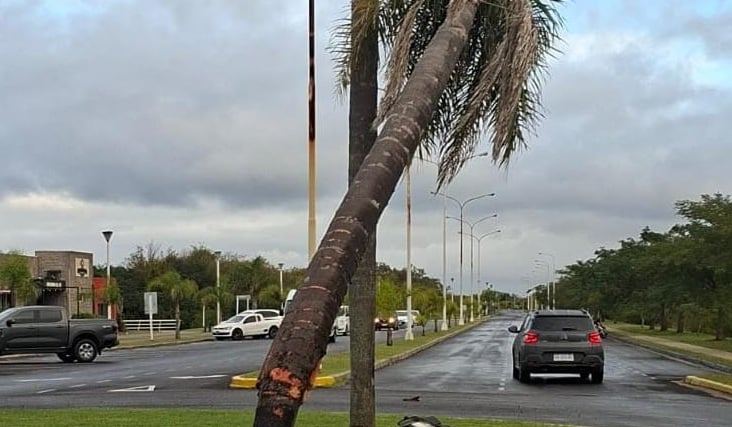 Se le llenó de abejas el auto y terminó chocando una palmera