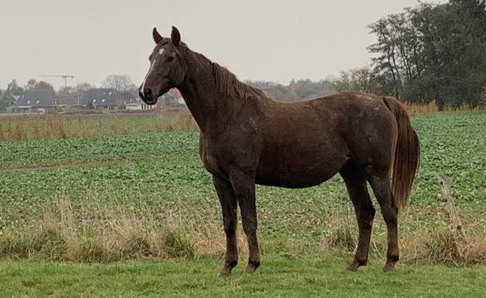 Trabajador rural murió embestido por un caballo