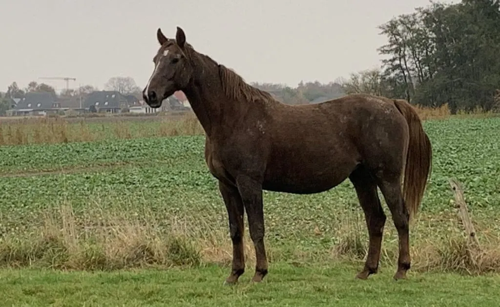 Trabajador rural murió embestido por un caballo