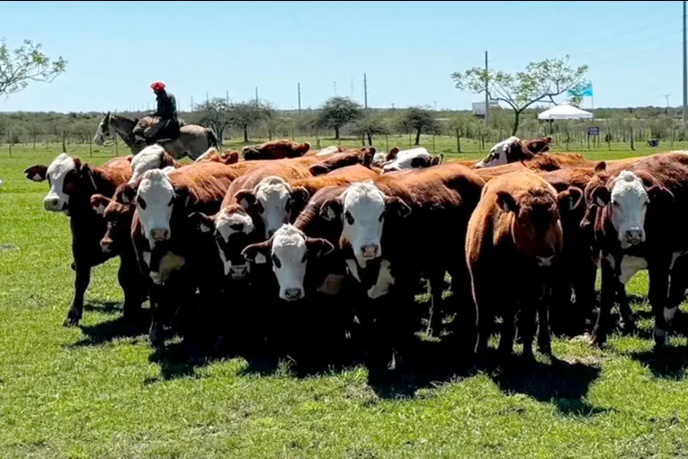 Trazabilidad y exportación: La carne argentina entró en cuenta regresiva ante la exigencia europea