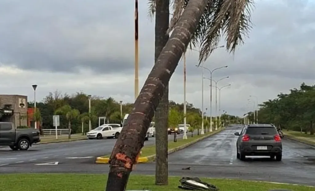 Un conductor perdió el control de su auto tras el ingreso de abejas al vehículo en la Isla del Puerto