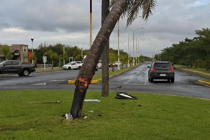 Un enjambre inesperado: un auto perdió el control y chocó contra una palmera en la Isla del Puerto