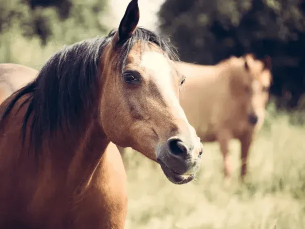 Un trabajador rural murió tras ser atropellado por un caballo