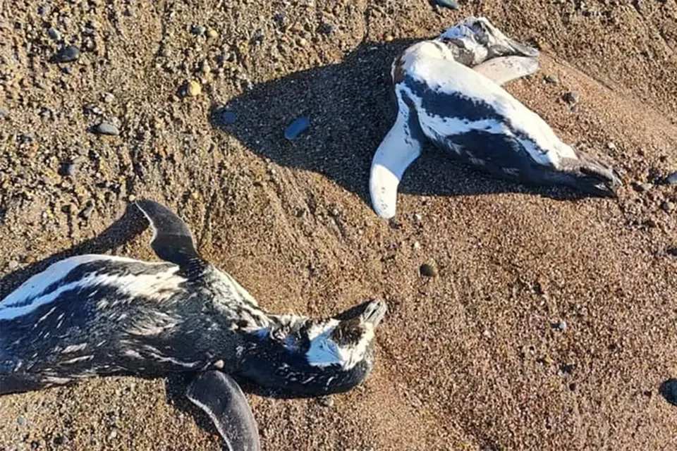 Investigan la aparición de pingüinos muertos en Chubut y Santa Cruz