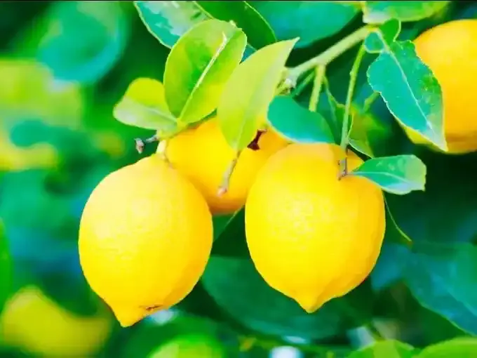 Las exportaciones argentinas de limones marcaron un récord en el primer cuatrimestre