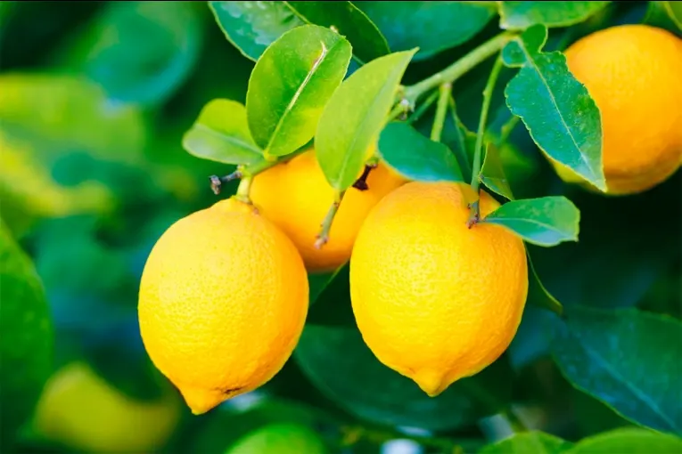 Las exportaciones argentinas de limones marcaron un récord en el primer cuatrimestre