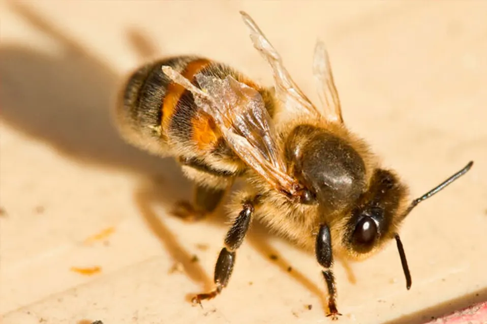 Preceptor de una escuela de Santa Elena murió tras ser picado por una abeja: la identidad