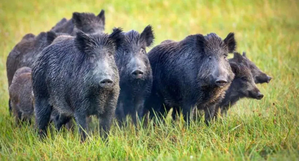 Ante el alarmante crecimiento del jabalí europeo en Argentina, destacan las políticas de control del Parque Nacional El Palmar