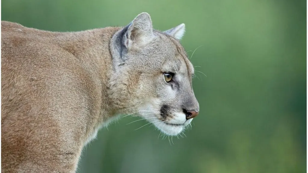 Avanzan en la relocalización de fauna silvestre del ex Zoológico de Luján