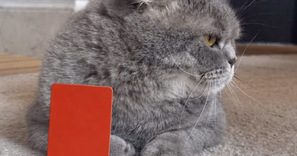 Bélgica ironiza por Balogun y responde con el gato de De Wever