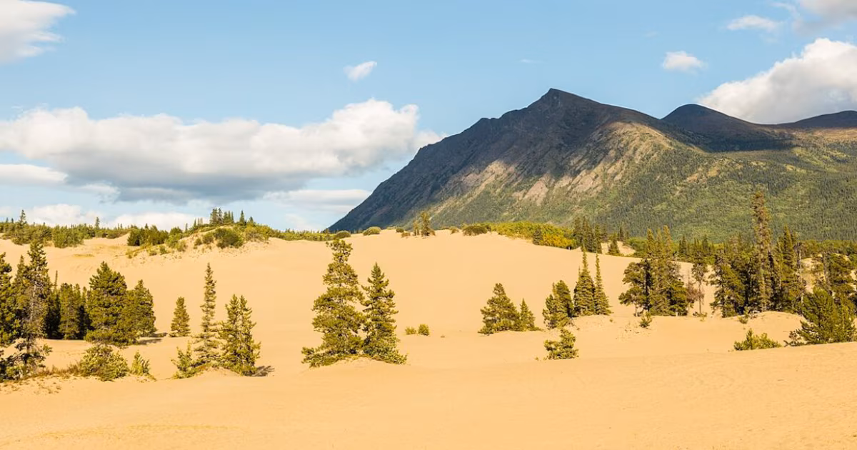 Carcross Desert: el mini desierto canadiense que atrae turistas