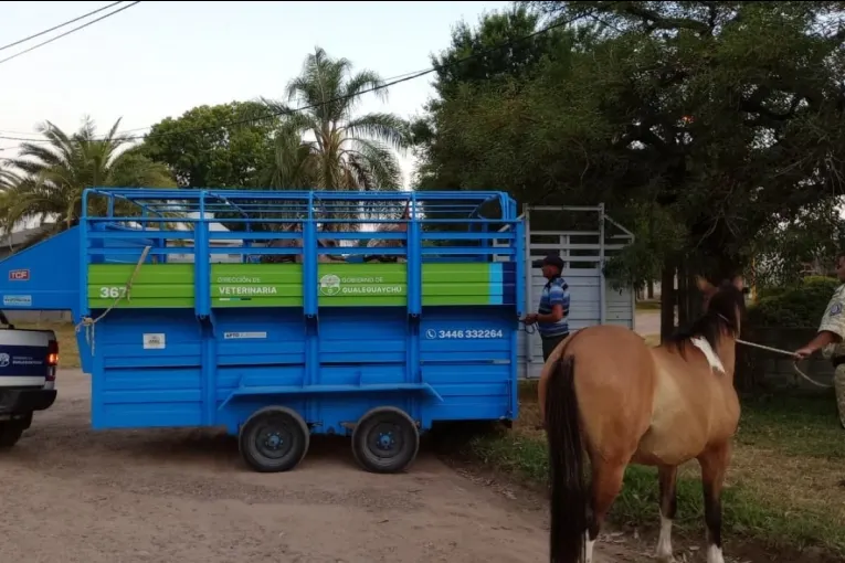 Continúan los operativos para retirar caballos de la vía pública en Gualeguaychú