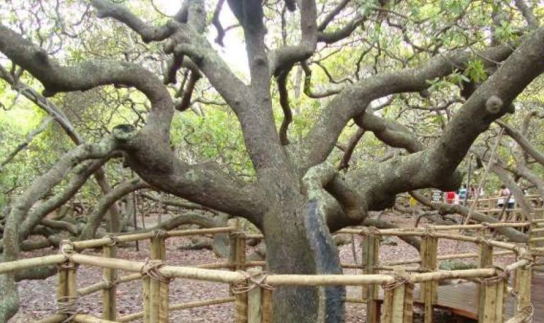 Curiosidades: árbol grande si los hay