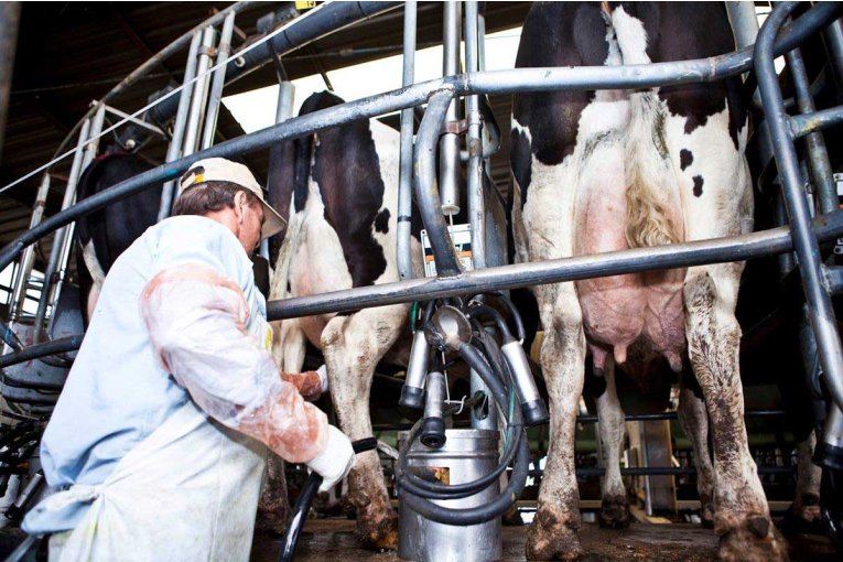 El descendente consumo de leche y otros desafíos que impactan en los tambos entrerrianos