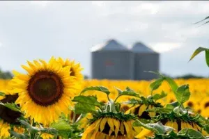 El girasol argentino apunta a un récord histórico de siembra