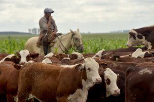 El Gobierno lanzó TRAZA, el nuevo sistema de trazabilidad ganadera