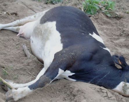 Hallaron una vaca mutilada en cercanías de Hernández