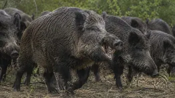 “Invasión biológica”: alarma en el campo por una plaga silenciosa introducida al país que causa estragos millonarios