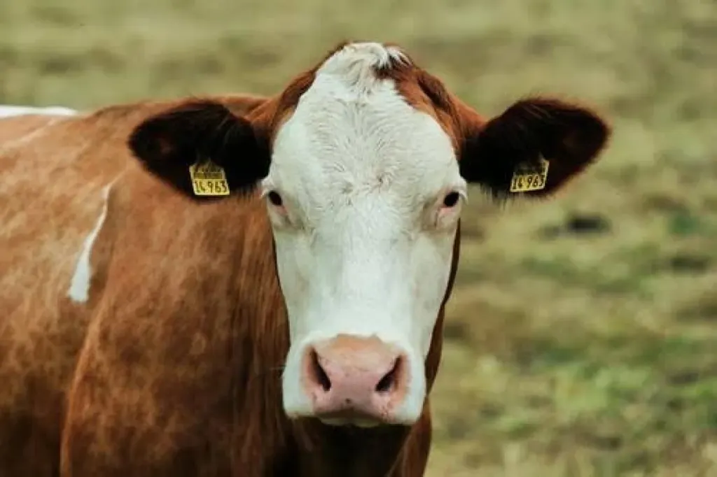 Investigan un nuevo caso de mutilación de un bovino en un campo del departamento Nogoyá