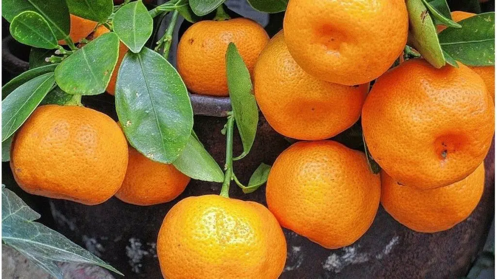 Invierno amargo para el sector del citrus: precios bajos y pocas ventas