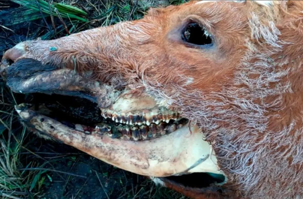 Misterio por la aparición de una vaca mutilada en Hernández